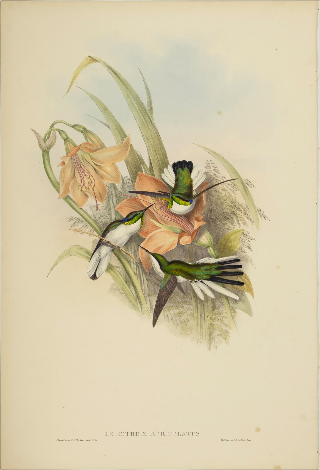 John Gould (1804-1881), Heliothrix Auriculatus (1 of 3)