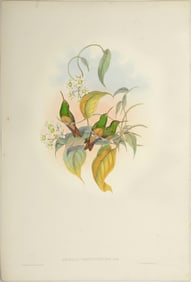 John Gould (1804-1881), Amazilia Cerviniventris