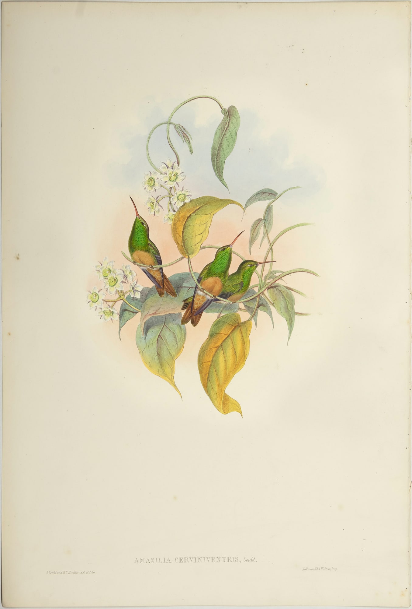 John Gould (1804-1881), Amazilia Cerviniventris (1 of 3)