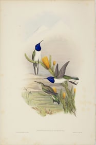 John Gould (1804-1881), Oreotrochilus Pichincha