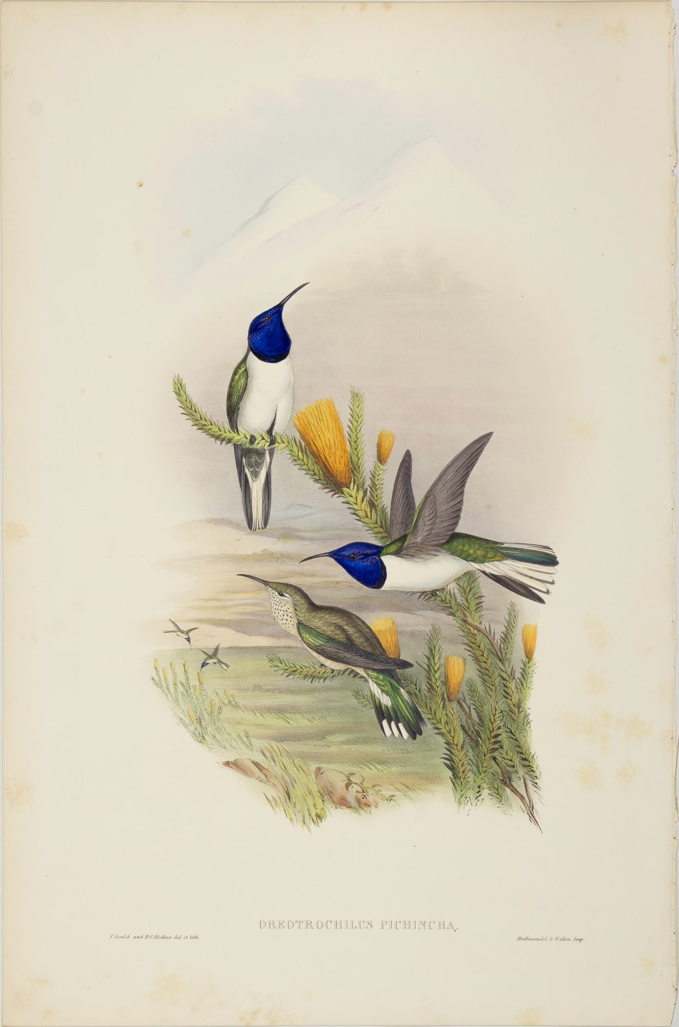 John Gould (1804-1881), Oreotrochilus Pichincha (1 of 3)