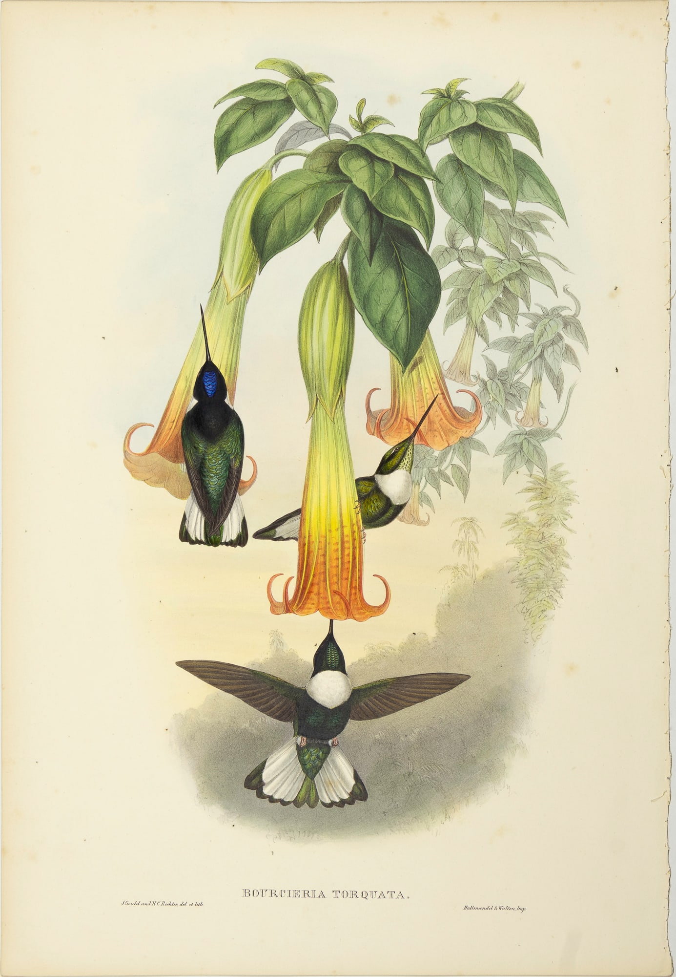 John Gould (1804-1881), Bourcieria Torquata (1 of 3)