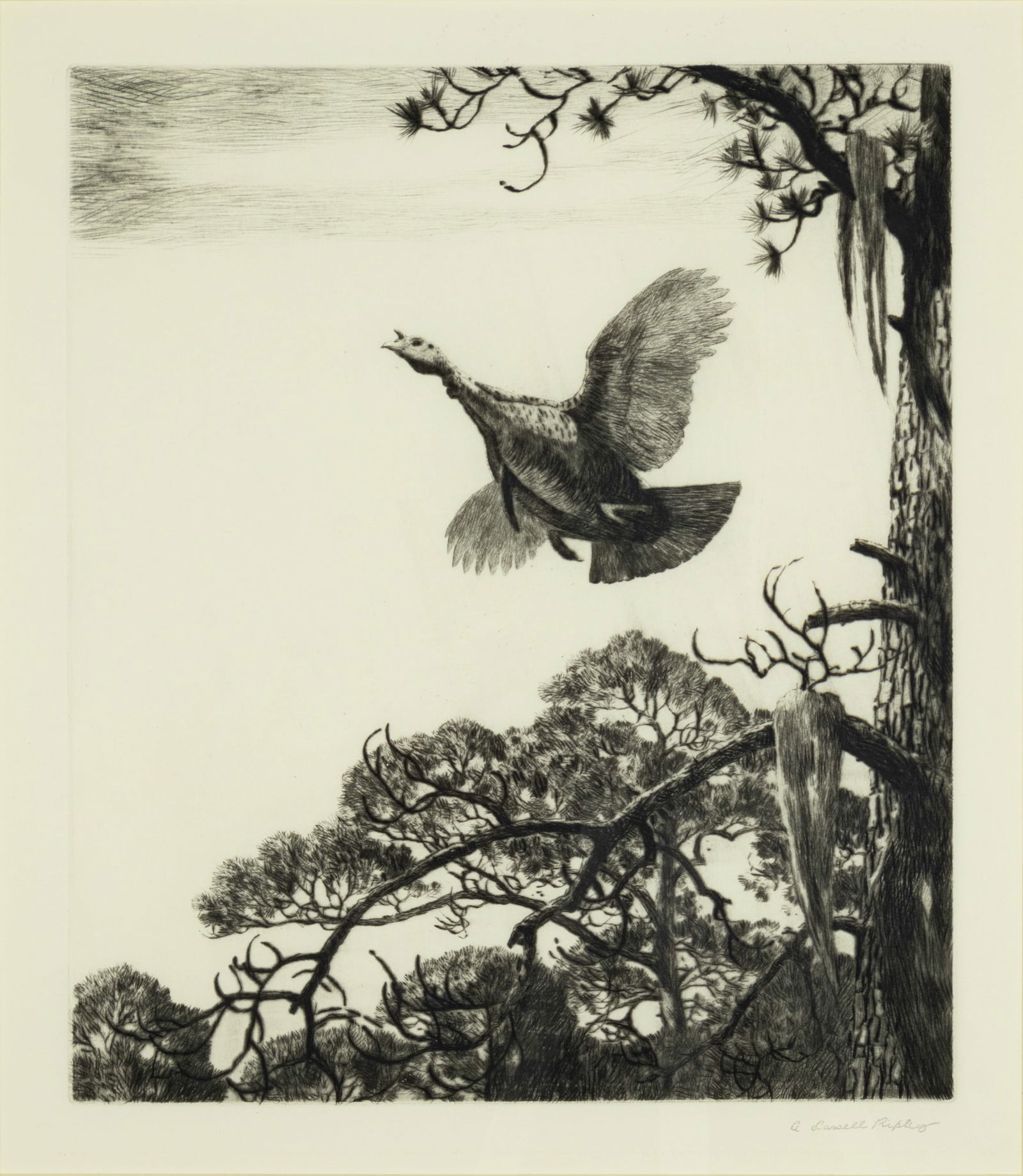 Aiden Lassell Ripley (1896-1969), Turkey in Flight (1 of 3)