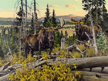 Wayne Meineke (1949- ), Teton Shiras Moose