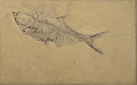 Wallace Ulrich (20th Century), Fish Fossil Diplomystus Dentatus, 1992