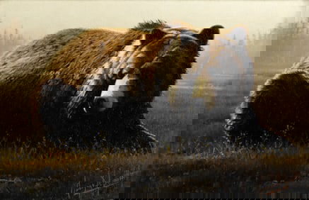 George Dee Smith (1944- ), Hayden Valley Grizzly
