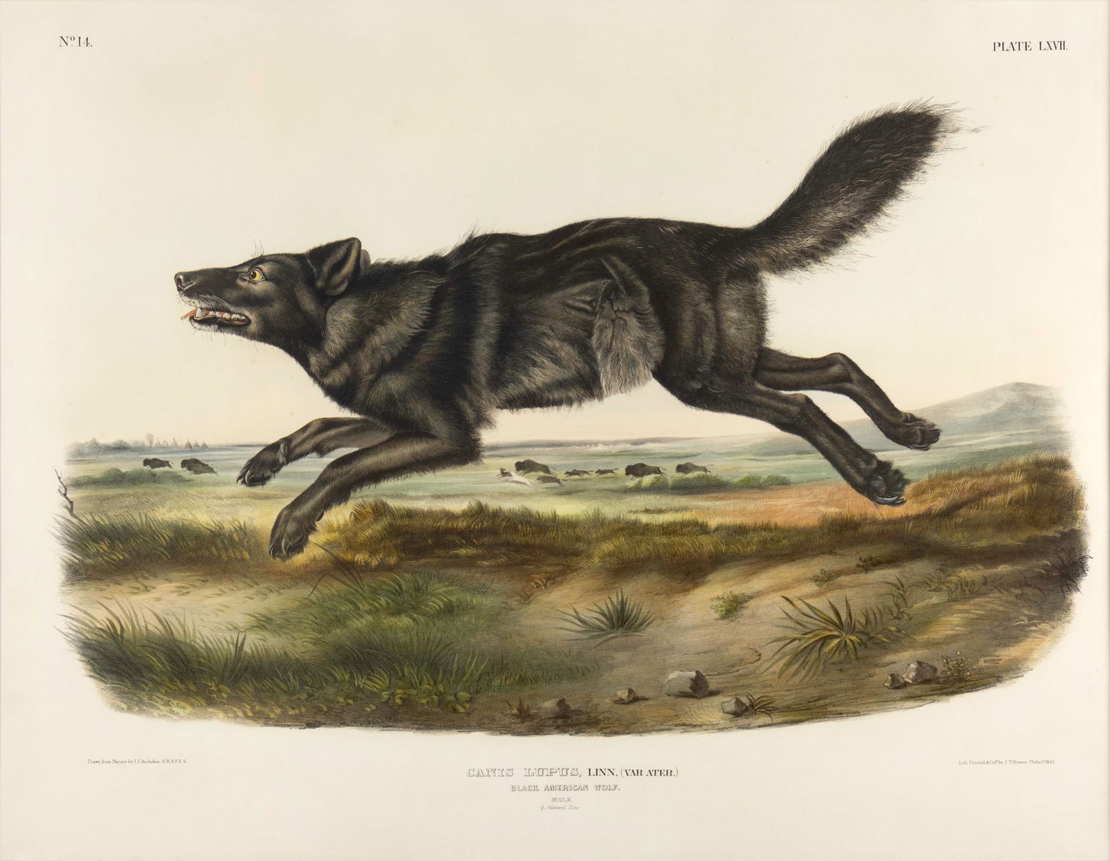 John James Audubon (1785-1851), Black American Wolf, 1845 (1 of 3)