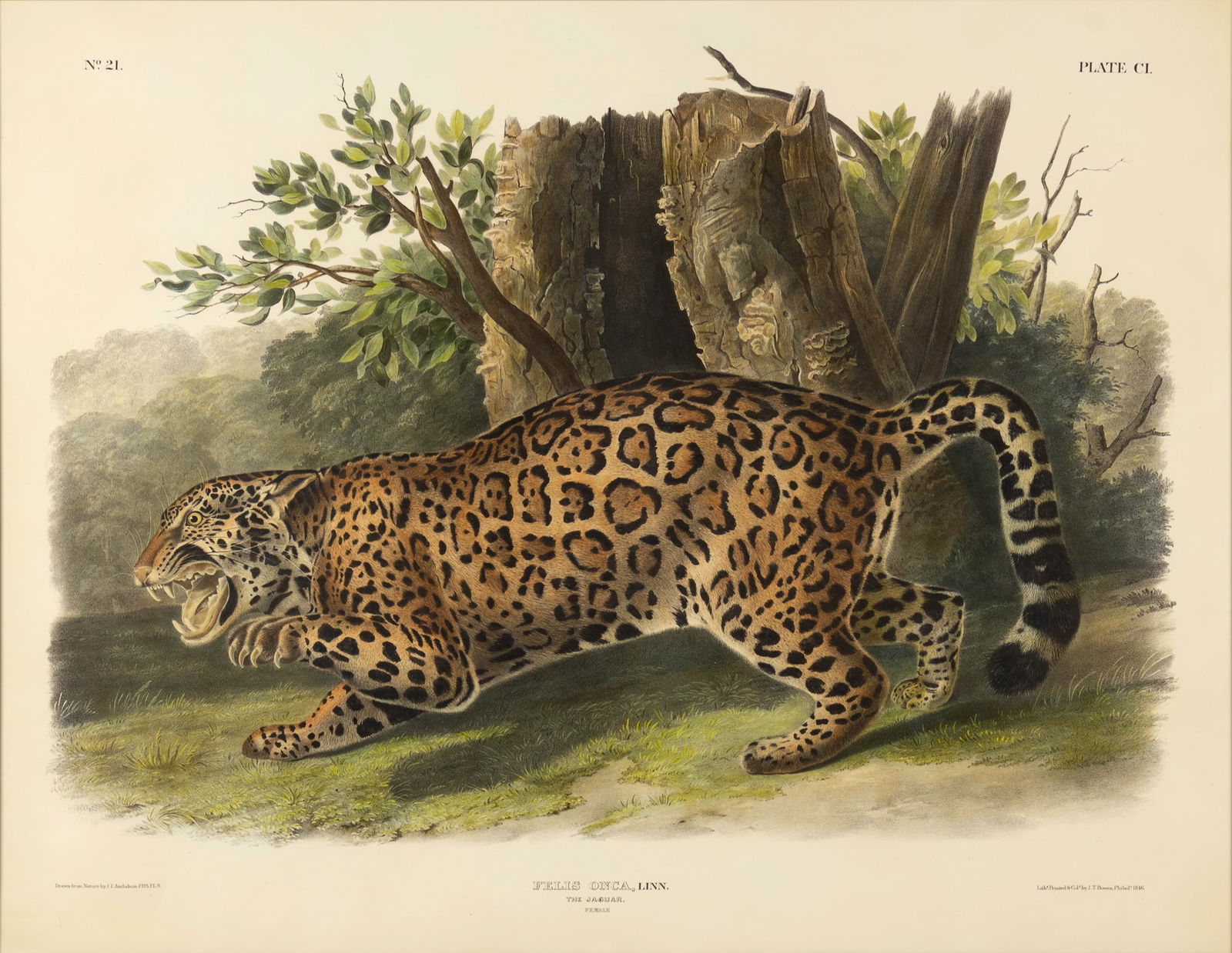 John James Audubon (1785-1851), The Jaguar, 1846 (1 of 3)