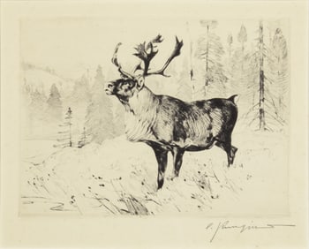 Carl Rungius (1869-1959): A Woodland Stag