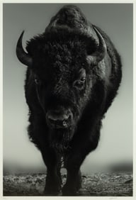 Shane Russeck (1977- ): The Beast (Bison)