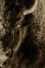 Robert Knight (20th/21st Century): Eye of the Bison