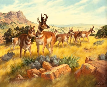 Fred Lucas (1946-2011): Pronghorn Antelope