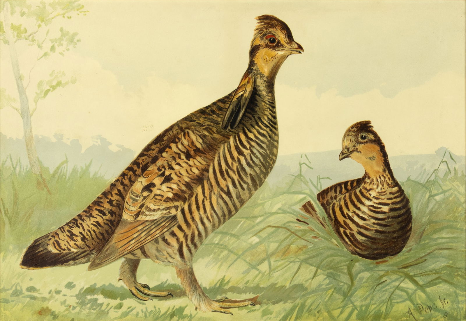 Alexander Pope, Jr. (1849-1924): Pinnated Grouse (1 of 3)