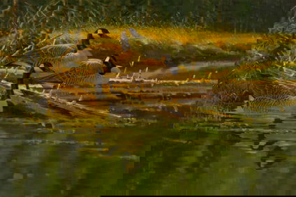 Jim Morgan (1947- ), Along the Firehole, 1991