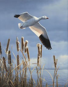 Daniel Smith (1954- ), Solitary Snow Goose, 1988