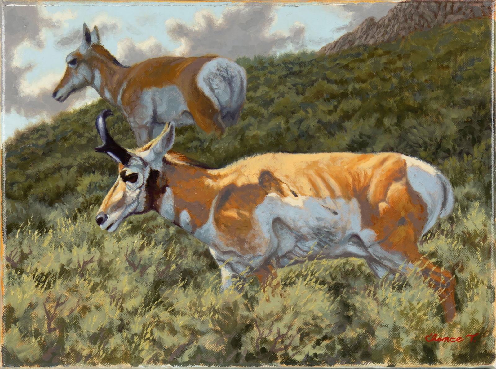 Chance Tedesco, 21st Century, Pronghorn Antelope: Chance Tedesco21st CenturyPronghorn Antelopeoil on canvassigned lower right: C'hance T.verso: signed12 x 16 in. Provenance:The ArtistFrom the Estate of Gary Jacobson