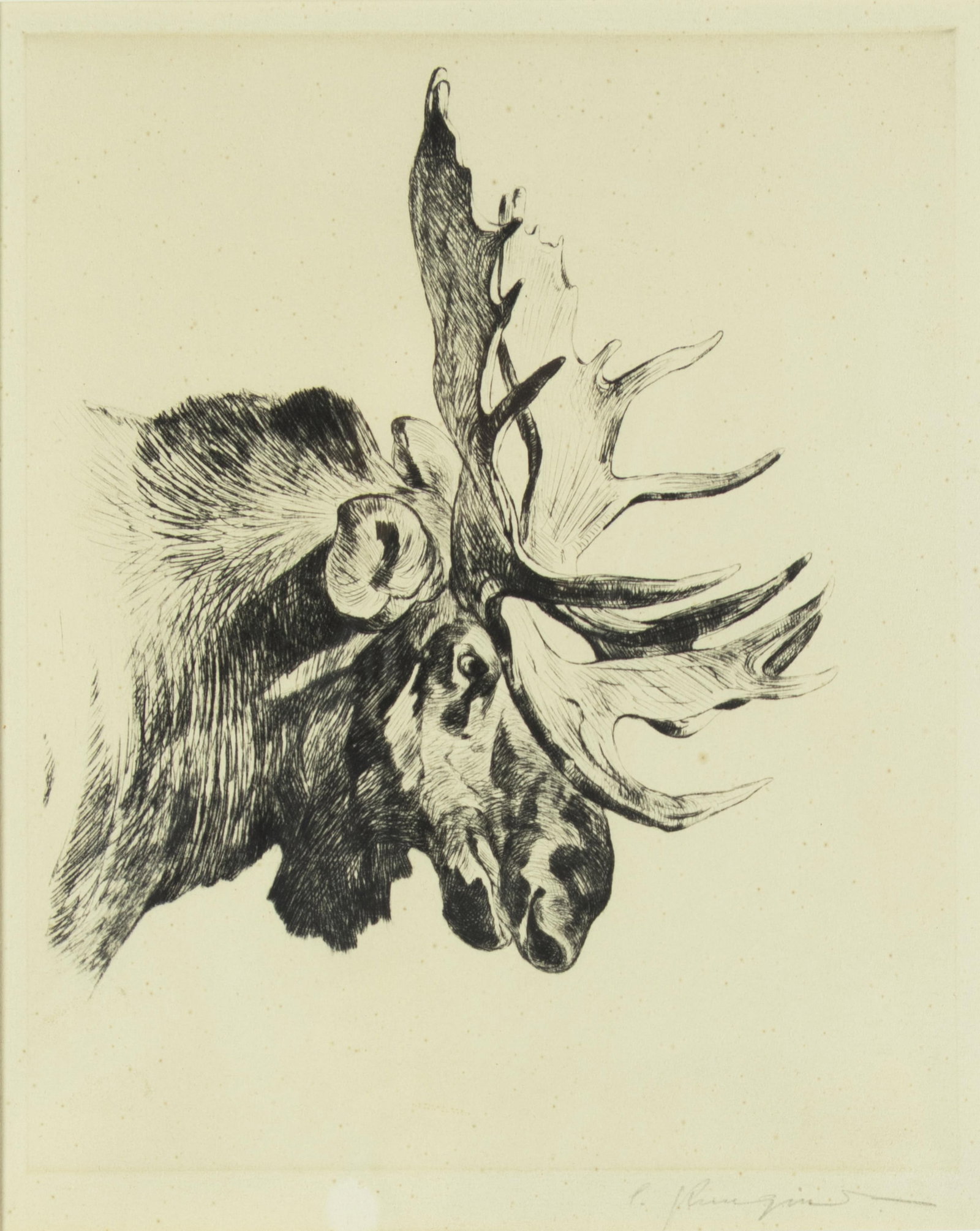 Carl Rungius, Old Bull, 1926: Carl Rungius 1869-1959 Old Bull, 1926 etching and drypoint on paper signed lower right: C. Rungius 10 3/4 x 8 3/4 in., Frame: 18 x 15 3/4 x 5/8 in. Provenance: From a Private Collection Literature: