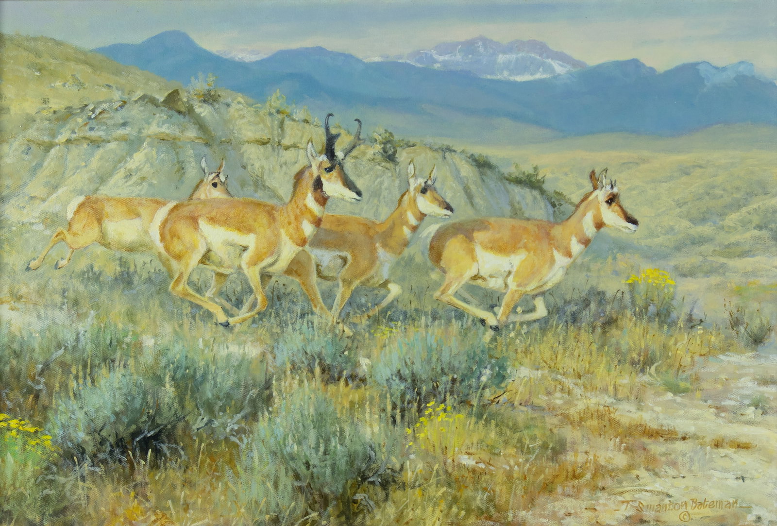 Terry Bateman, Pronghorn Antelope on the Move: Terry Bateman b.1942 Pronghorn Antelope on the Move oil on canvas signed lower right: T Swanton Bateman © 20 x 30 in., Frame: 29 1/8 x 39 1/8 x 1 1/8 in. Provenance: Private Collection, Tuc