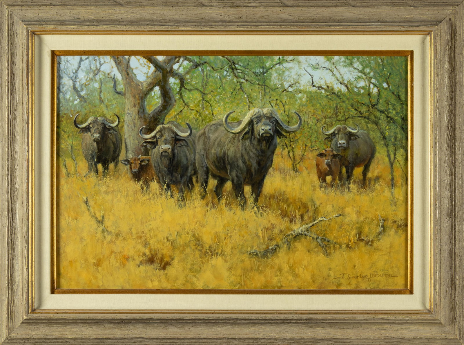 Terry Bateman, Cape Buffalo - 2