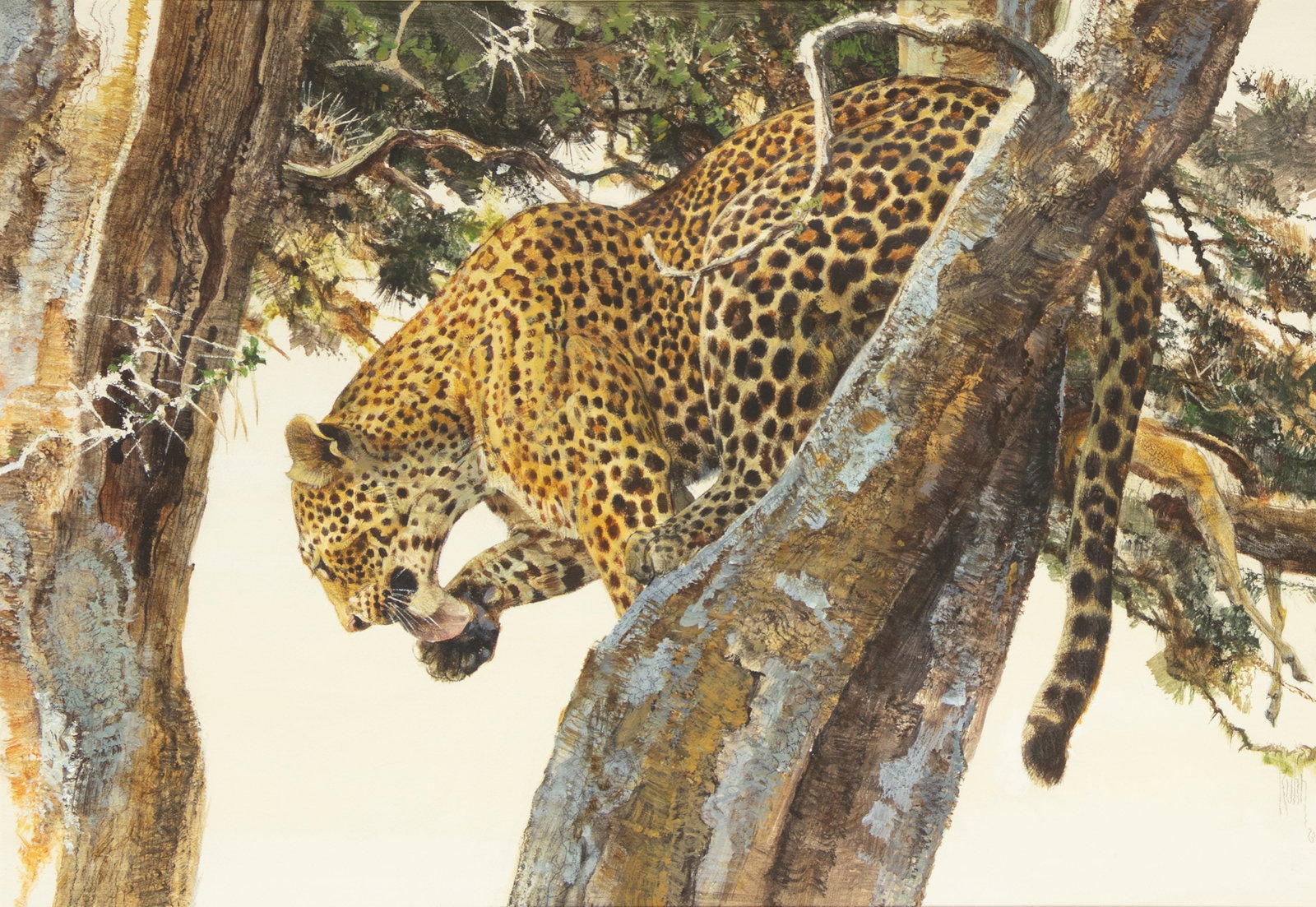 Bob Kuhn, Leopard, 1973: Bob Kuhn 1920-2007 Leopard, 1973 mixed media on paperboard signed and dated lower right: Kuhn 73 18 x 26 in.; Frame: 30 1/2 x 37 1/8 x 1 3/8 in. Provenance: Rowland Ward Ltd., Nairobi, Kenya Acquired