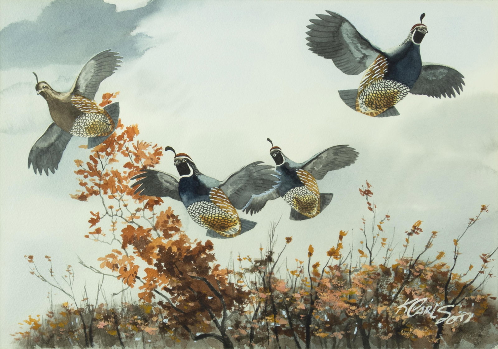 Ken Carlson, California Quail: Ken Carlson b.1937 California Quail watercolor on paper signed lower right: K CARLSON 12 3/4 x 18 1/8 in., Frame: 21 3/4 x 21 3/4 x 7/8 in. Provenance: Private Collection, CA Copley Fine Art