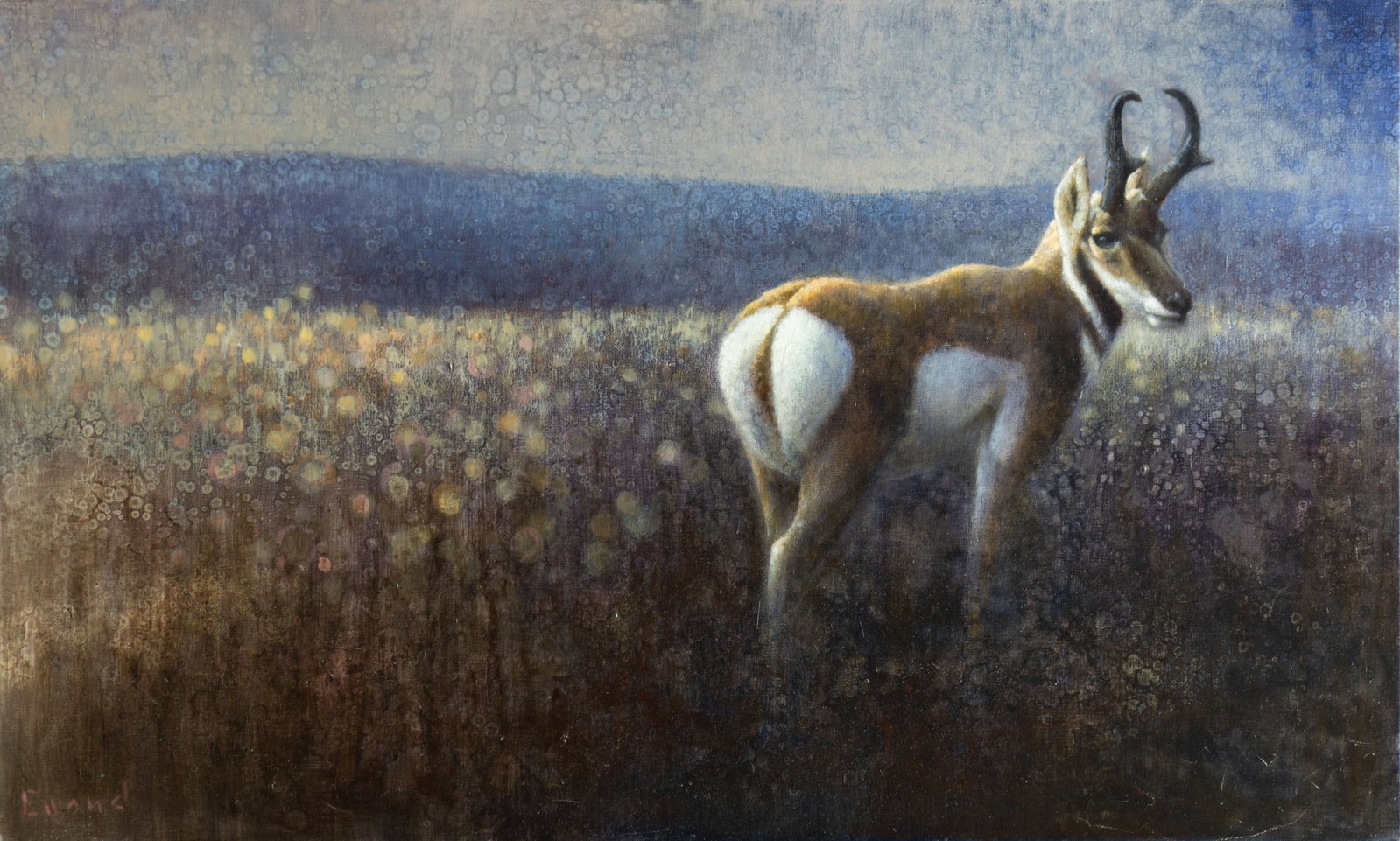 Ewoud de Groot, Pronghorn Antelope (1 of 3)
