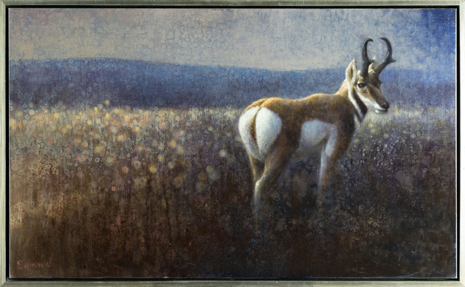 Ewoud de Groot, Pronghorn Antelope - 2