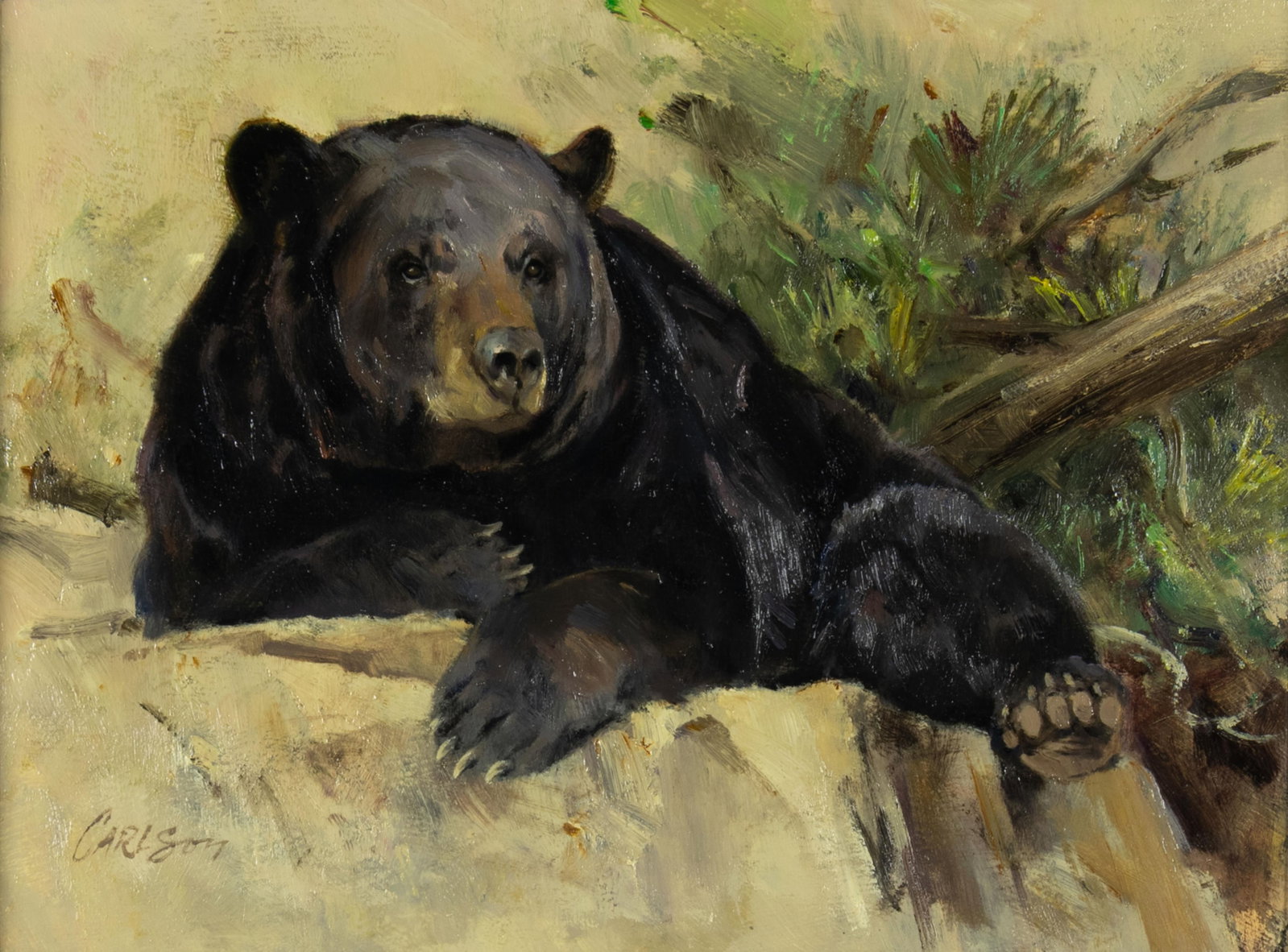 Ken Carlson, Black Bear: Ken Carlson b.1937 Black Bear oil on board signed lower left: CARLSON 9 x 12 in., Frame: 17 3/8 x 20 3/8 x 1 3/4 in. Provenance: From the Collection of Curtice and Bob McCloy Literature: Tom Davis,