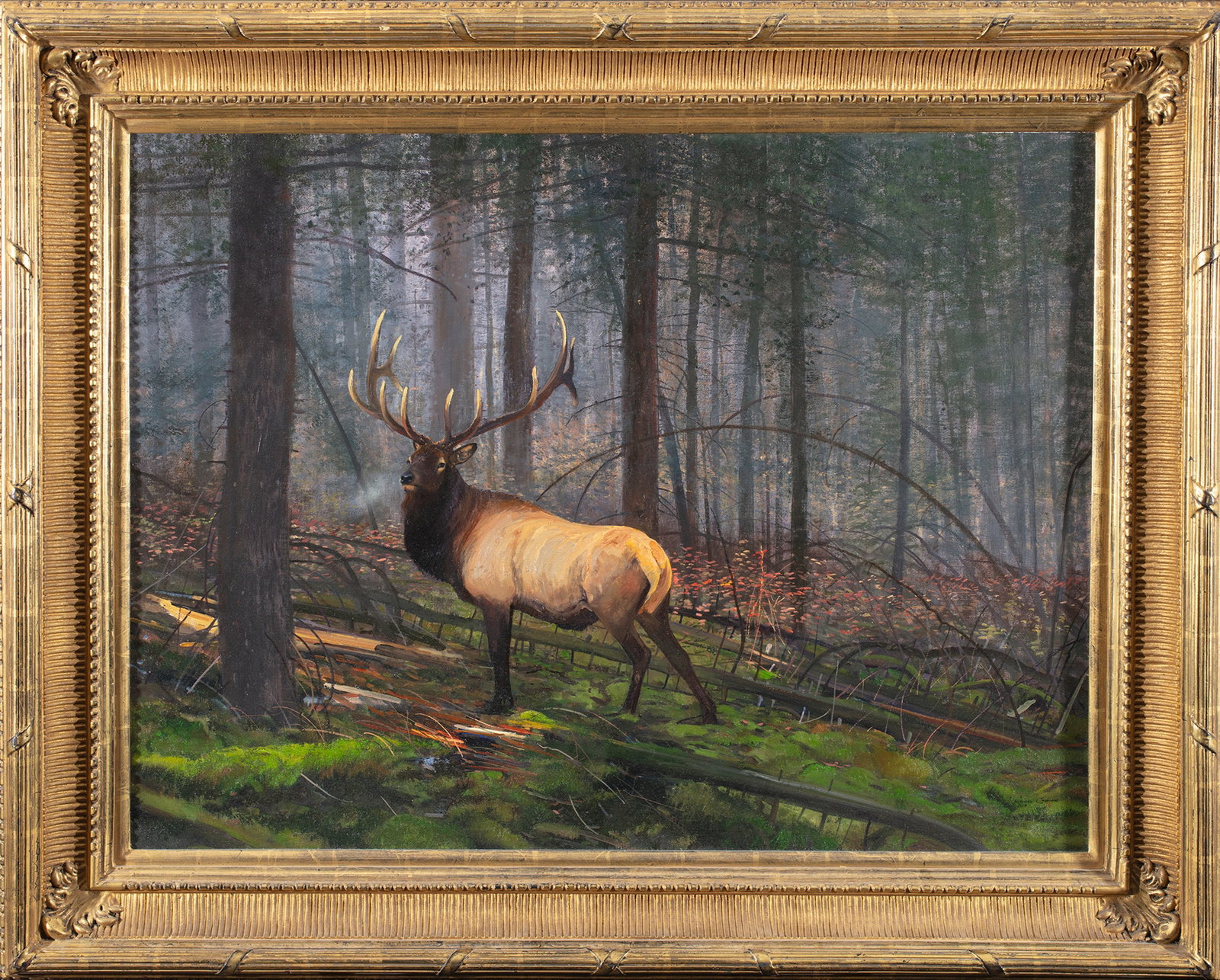 Michael Coleman, Elk - 2
