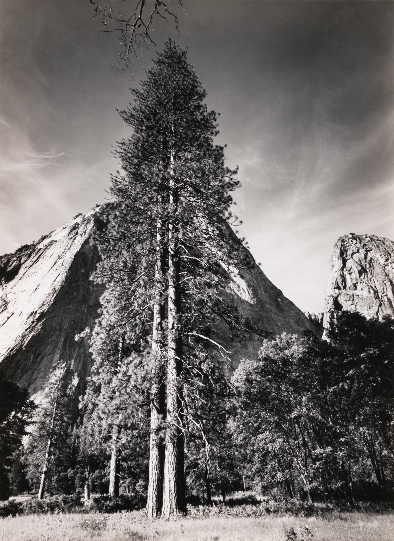 Ansel Adams, Trees and Cliffs, 1954: Ansel Adams 1902-1984 Trees and Cliffs, 1954 gelatin silver print on paper signed lower right: Ansel Adams 11 x 8 in., Mount: 18 x 14 in., Mat: 20 x 16 in. Provenance: From a Private Collection<