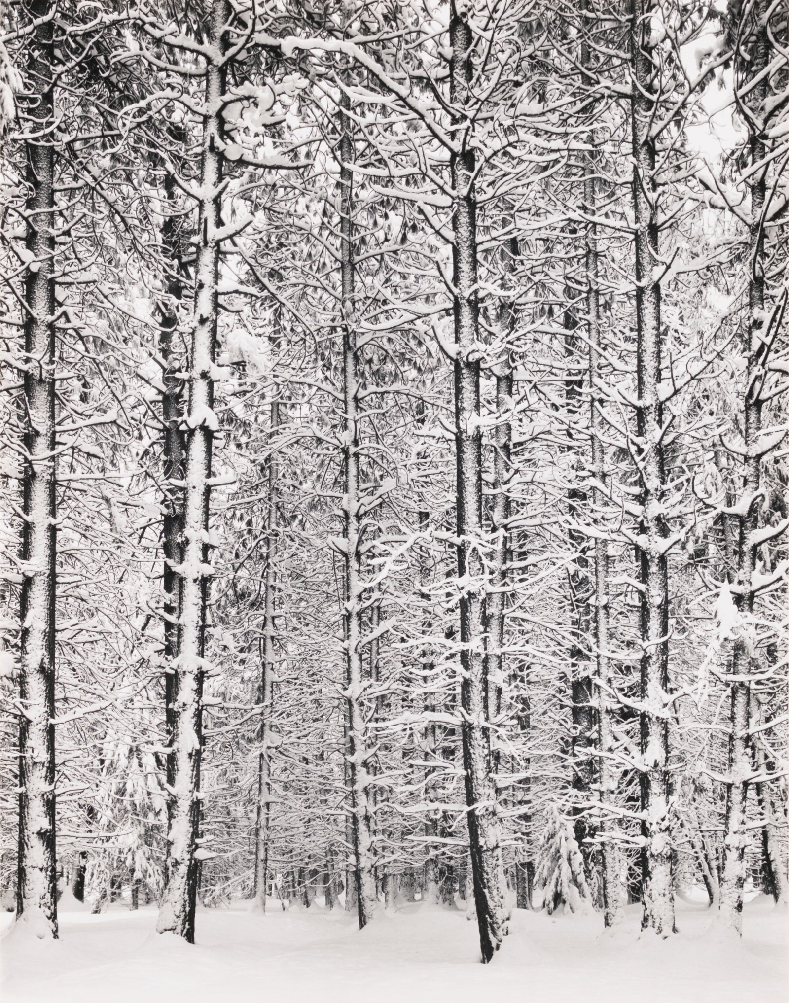 Ansel Adams, Trees and Snow, 1933: Ansel Adams 1902-1984 Trees and Snow, 1933 gelatin silver print on paper signed lower right: Ansel Adams 11 x 8 3/4 in., Mount: 14 x 11 in., Mat: 18 x 14 in. Provenance: From a Private Collectio