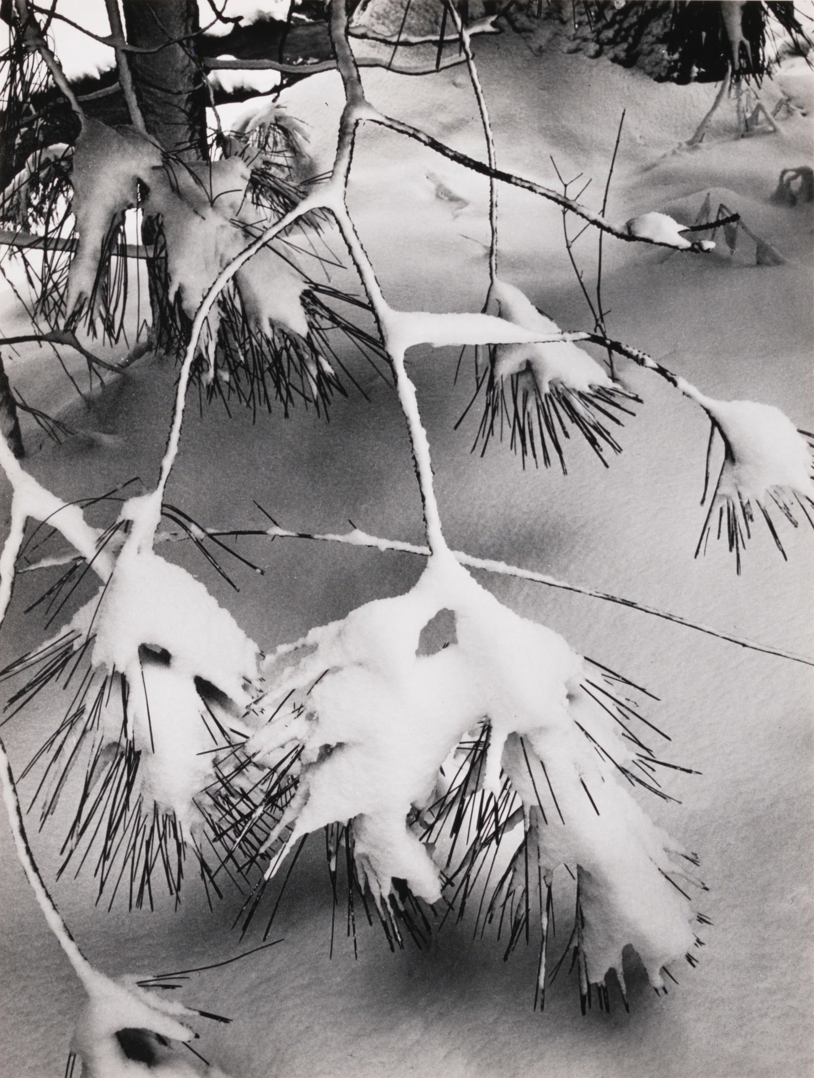 Ansel Adams, Branches in Snow, c. 1932: Ansel Adams 1902-1984 Branches in Snow, c. 1932 gelatin silver print on paper signed lower right: Ansel Adams 8 1/2 x 6 3/8 in., Mount: 18 x 14 in., Mat: 20 x 16 in. Provenance: From a Private C