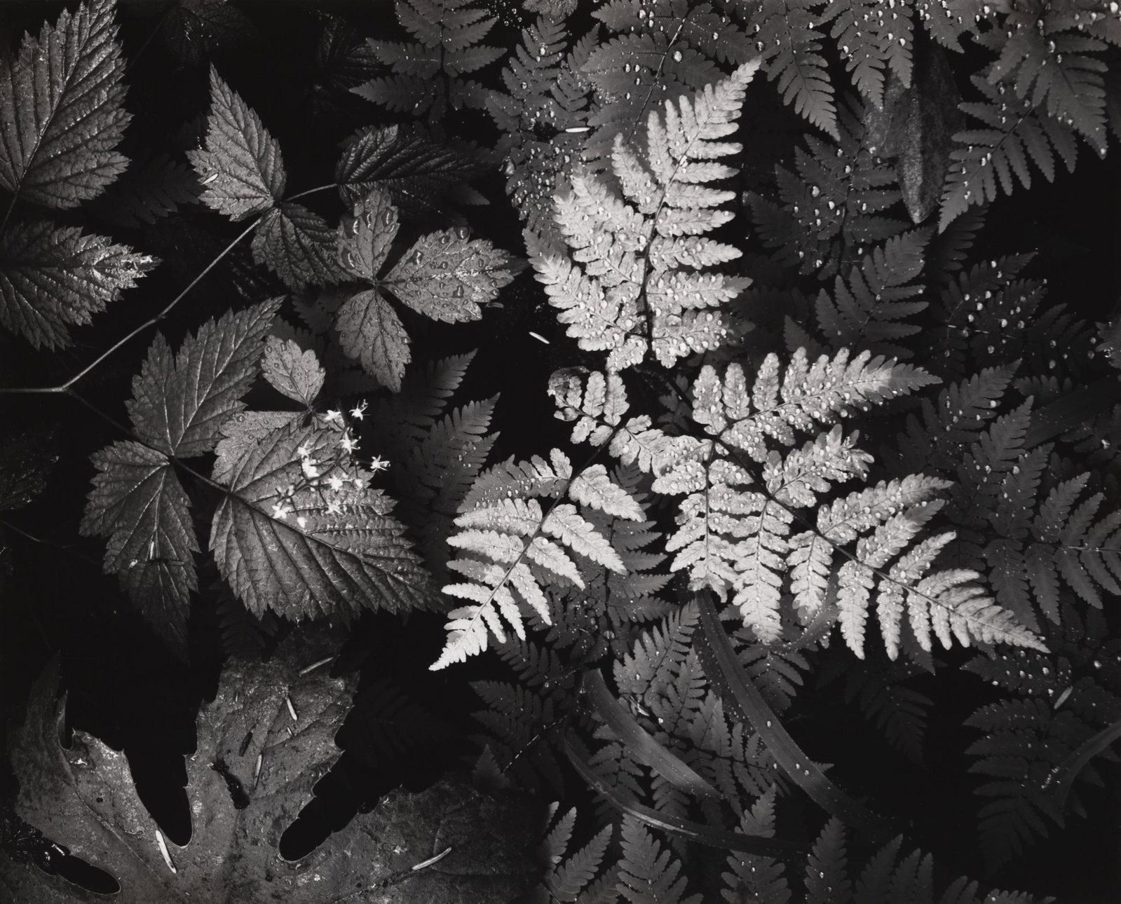 Ansel Adams, Leaves, Mt Rainier National Park, 1942: Ansel Adams 1902-1984 Leaves, Mt Rainier National Park, 1942 gelatin silver print on paper, printed c. 1962-1963 signed lower right: Ansel Adams verso: titled 15 1/2 x 19 1/2 in., Mount: 22 x 28 in., 