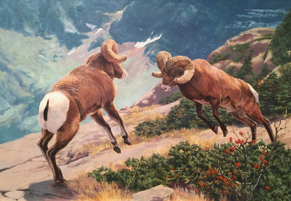 Untitled (Fighting Rams) by Greg Beecham: Beecham, Greg, oil on board, 19 x 28