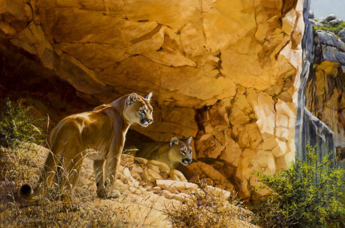 Indian Head Puma by Guy Coheleach: Coheleach, Guy, oil on canvas, 2015, 24 x 36