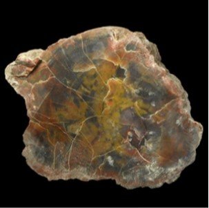 LARGE CUT FOSSILISED TREE TRUNK END: 8 in. (3.06 kg, 20.5 cm)DESCRIPTION:A large cut section of Arizona fossil wood. Arizona, USA.Mineral Imports, London, UK.Gregory, Bottley & Lloyd (Gregory's).