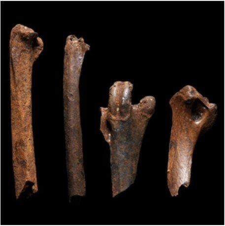FOSSIL BIRD BONE GROUP: PLEISTOCENE PERIOD, 2.6 MILLION YEARS-11,700 YEARS B.P.1 3/4 - 2 5/8 in. (15.2 grams total, 43-68 mm)DESCRIPTION:A group of four fossil bird bones; held in a white card collector's tray.[4, No Reserve