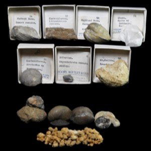 HISTORIC FOSSIL COLLECTION (1 of 1)
