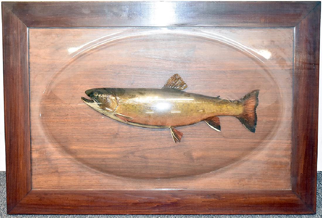 Taxidermy Brook Trout under Bubble Glass