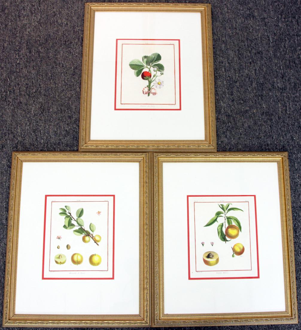 Three Traite Des Arbres Fruitiers Engravings: A grouping of three hand-colored engravings from "Traite Des Arbres Fruitiers" to include two after Claude Aubriet (French, 1665-1742), and one by Le Berriays. Titled: "Fraisier du Chily", "Abricotee 