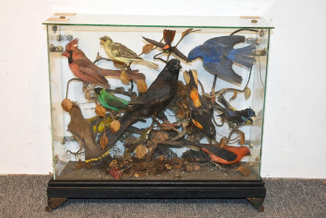 Victorian Taxidermy Bird Diorama: A Victorian taxidermy bird diorama featuring mounted North American birds under a rectangular glass cover on ebonized base. 16 in tall x 19 in wide x 7 in deep.