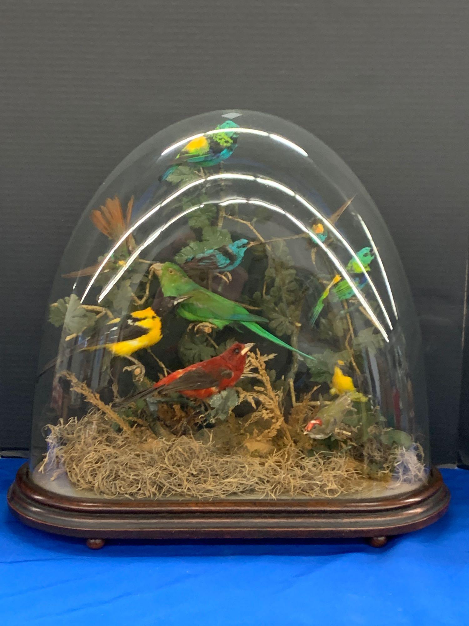 19th C. Victorian Taxidermy Bird Diorama: A 19th C. taxidermy bird diorama with exotic birds under a glass dome, on wooden base. 19in tall x 20-1/2in wide x 9-3/4in deep.