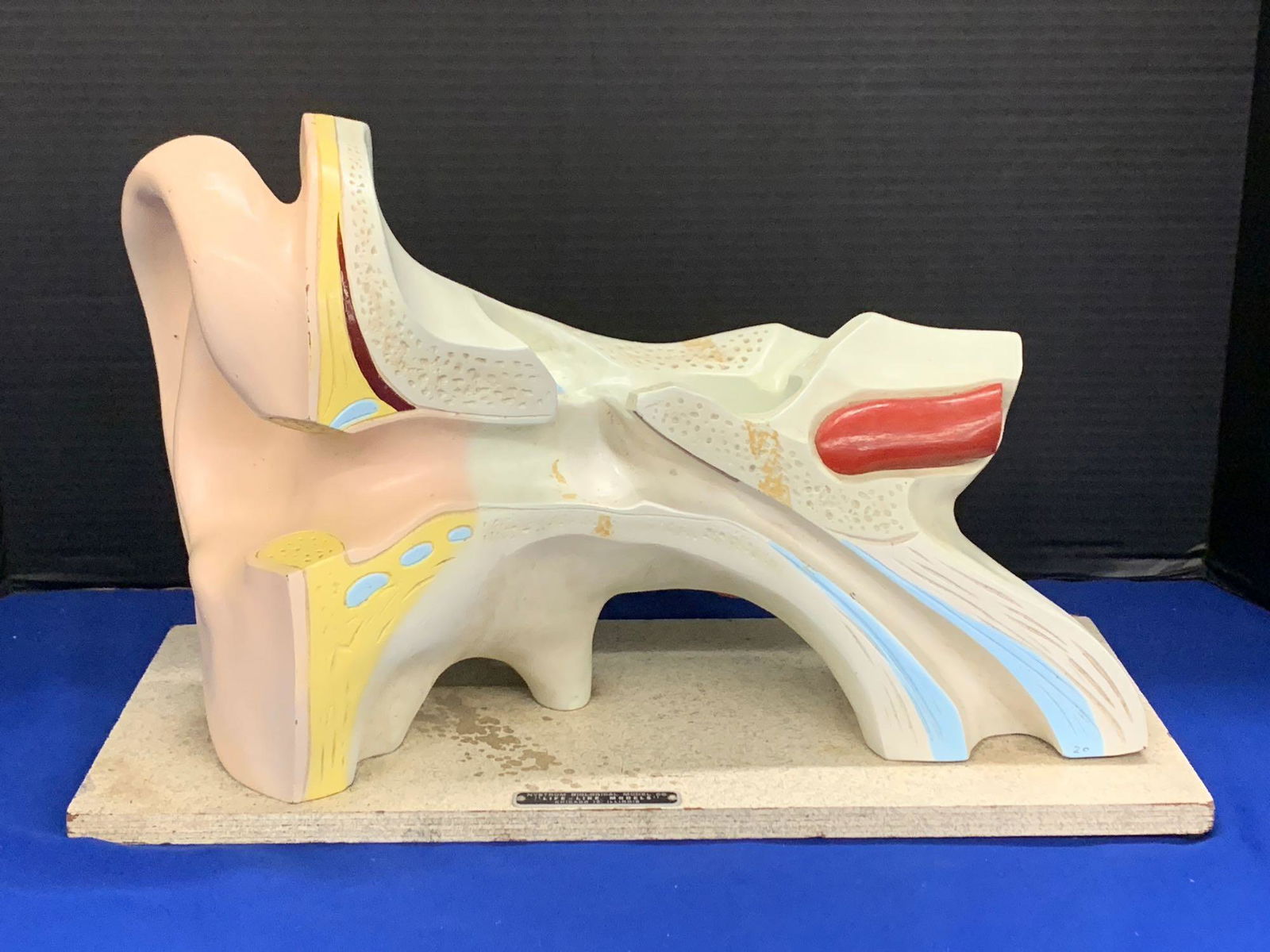 Vintage Nystrom Model of the Human Ear (1 of 4)