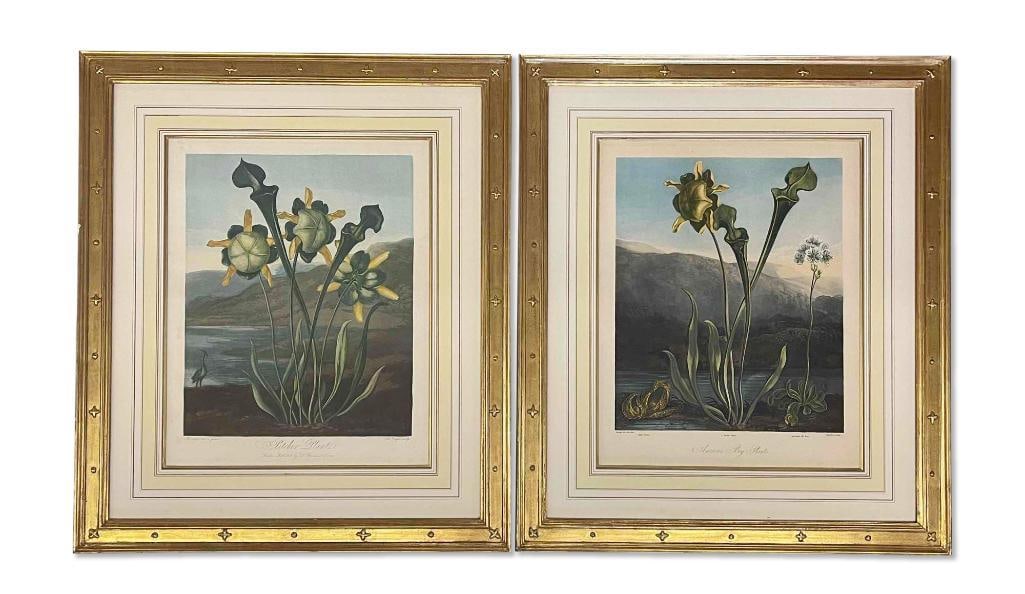 Two Robert Thornton Botanical Engravings (1 of 10)