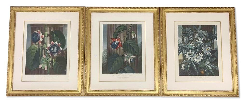 Three Robert Thornton Botanical Engravings (1 of 11)