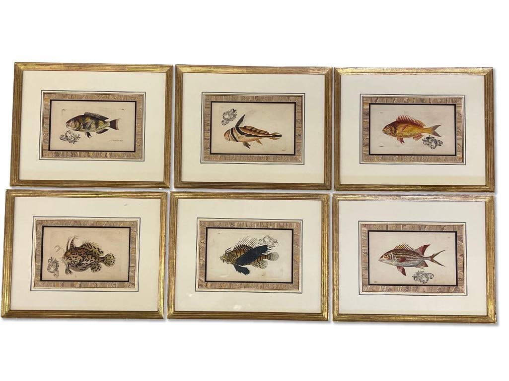 Six R.P. Nodder Fish Engravings (1 of 10)