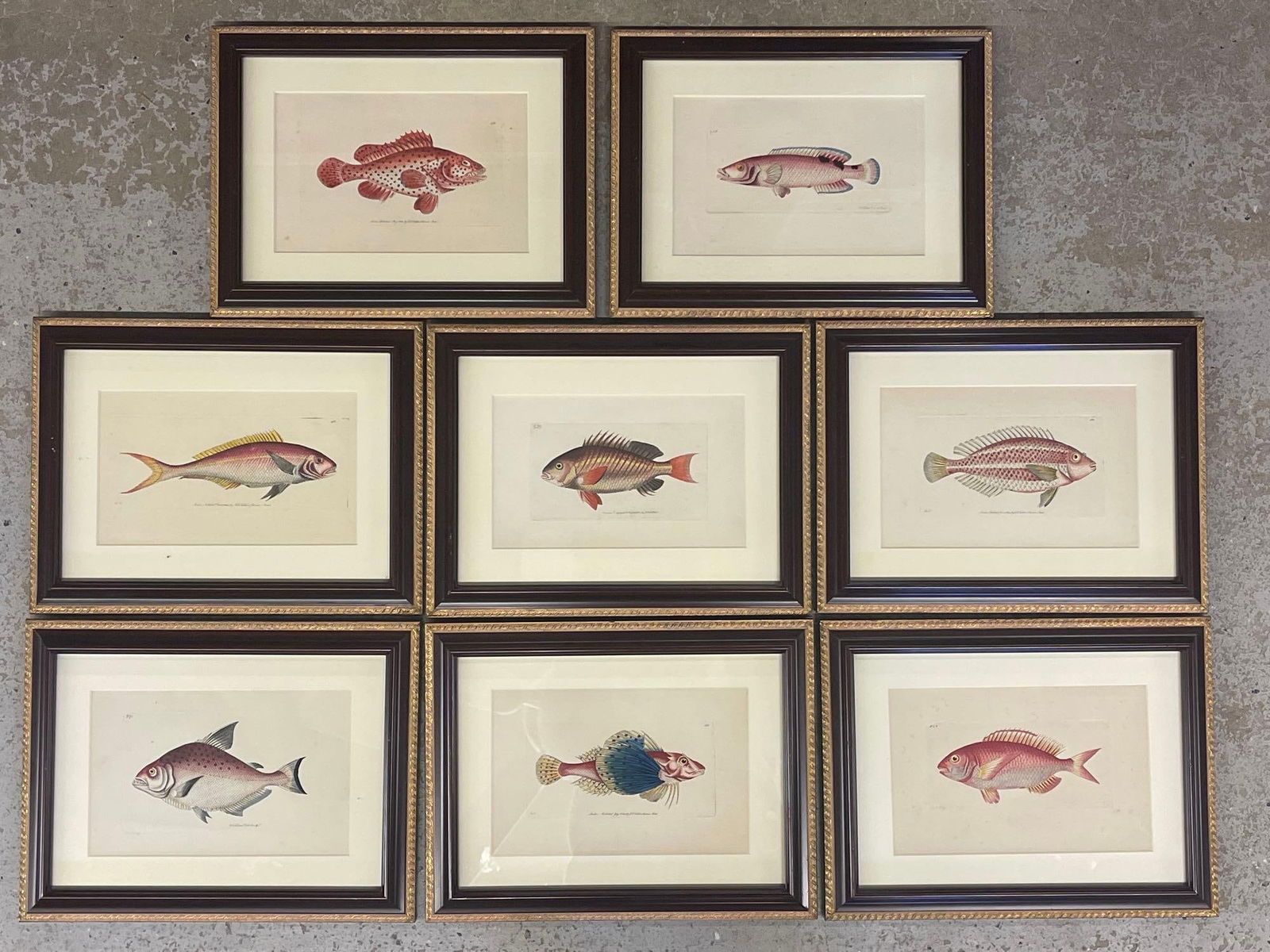Eight Shaw & Nodder Fish Engravings (1 of 12)