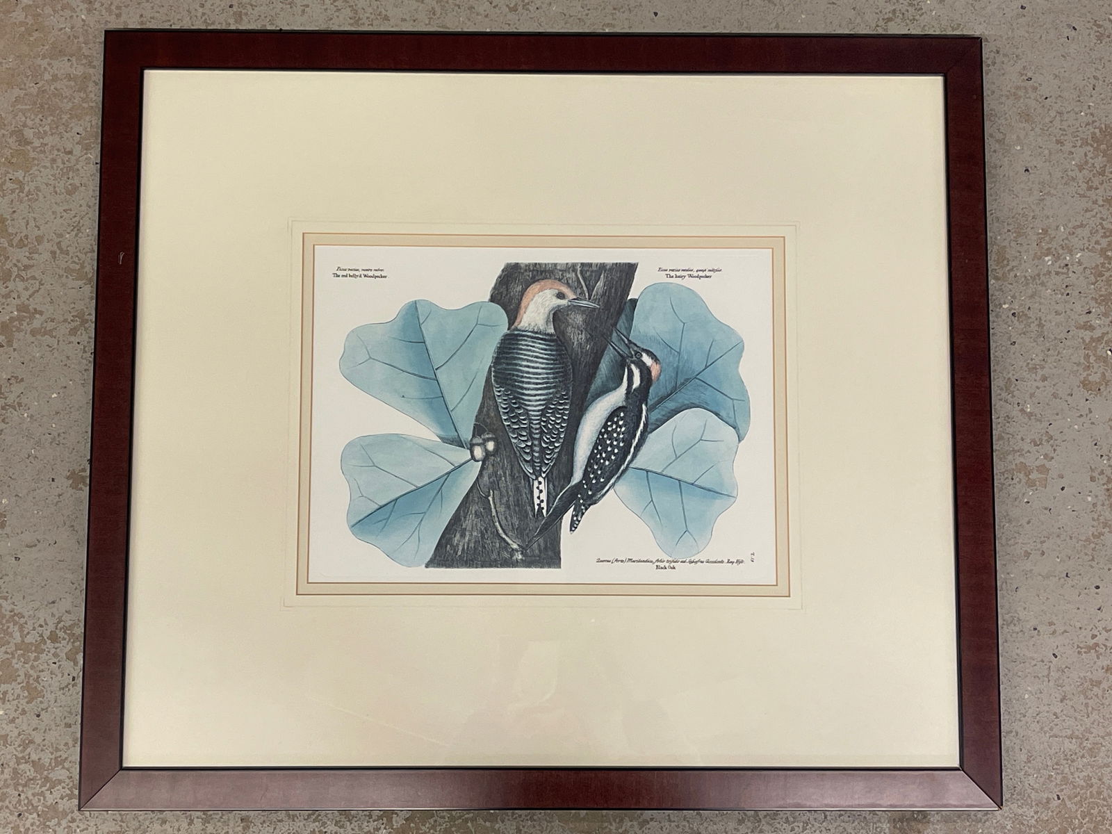 After Mark Catesby Engraving, Woodpecker: An engraving depicting the hairy woodpecker and black oak tree, after Mark Catesby (British, 1682-1749). Marked T. 19 lower right. Mat opening: 11-1/2in x 15-1/2in. Frame: 26-1/2in x 30-1/2in. | Phila