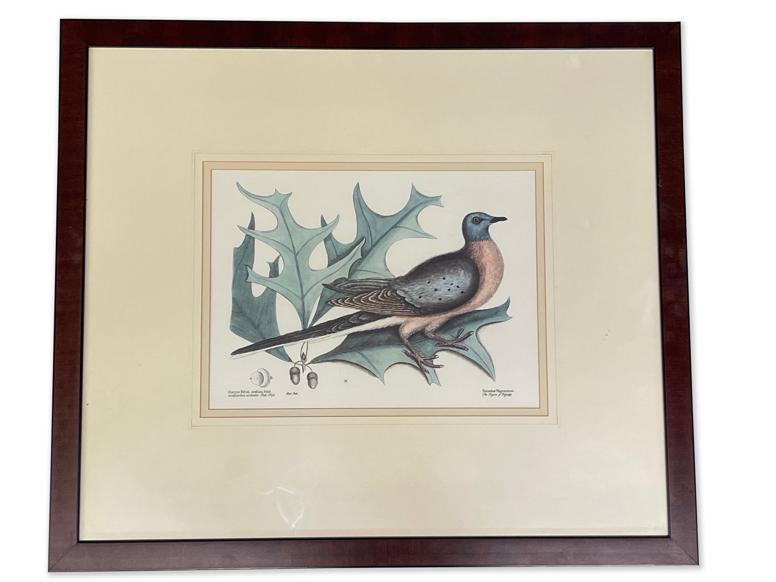 After Mark Catesby Engraving, Pigeon: A Palumbus Migratorious, the Pigeon of Palsage engraving after Mark Catesby (British, 1682-1749). Mat opening: 9-1/2in x 15-1/2in. Frame: 26-1/2in x 30-1/2in. | Philadelphia Metro area delivery, NYC c
