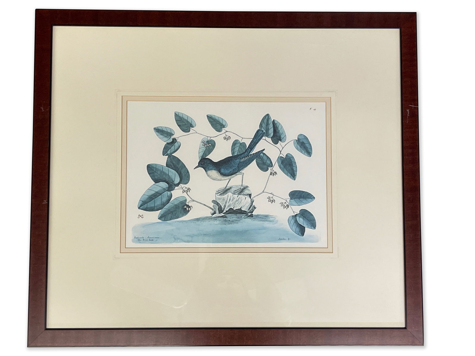 After Mark Catesby Engraving, Blew Bird: A Blew Bird engraving after Mark Catesby (British, 1682-1749), printed by Smilax & C. Marked "M" lower left, numbered 47 top right. Mat opening: 11-1/2in x 15-1/2in. Frame: 26-1/2in tall x 30-1/2in wi